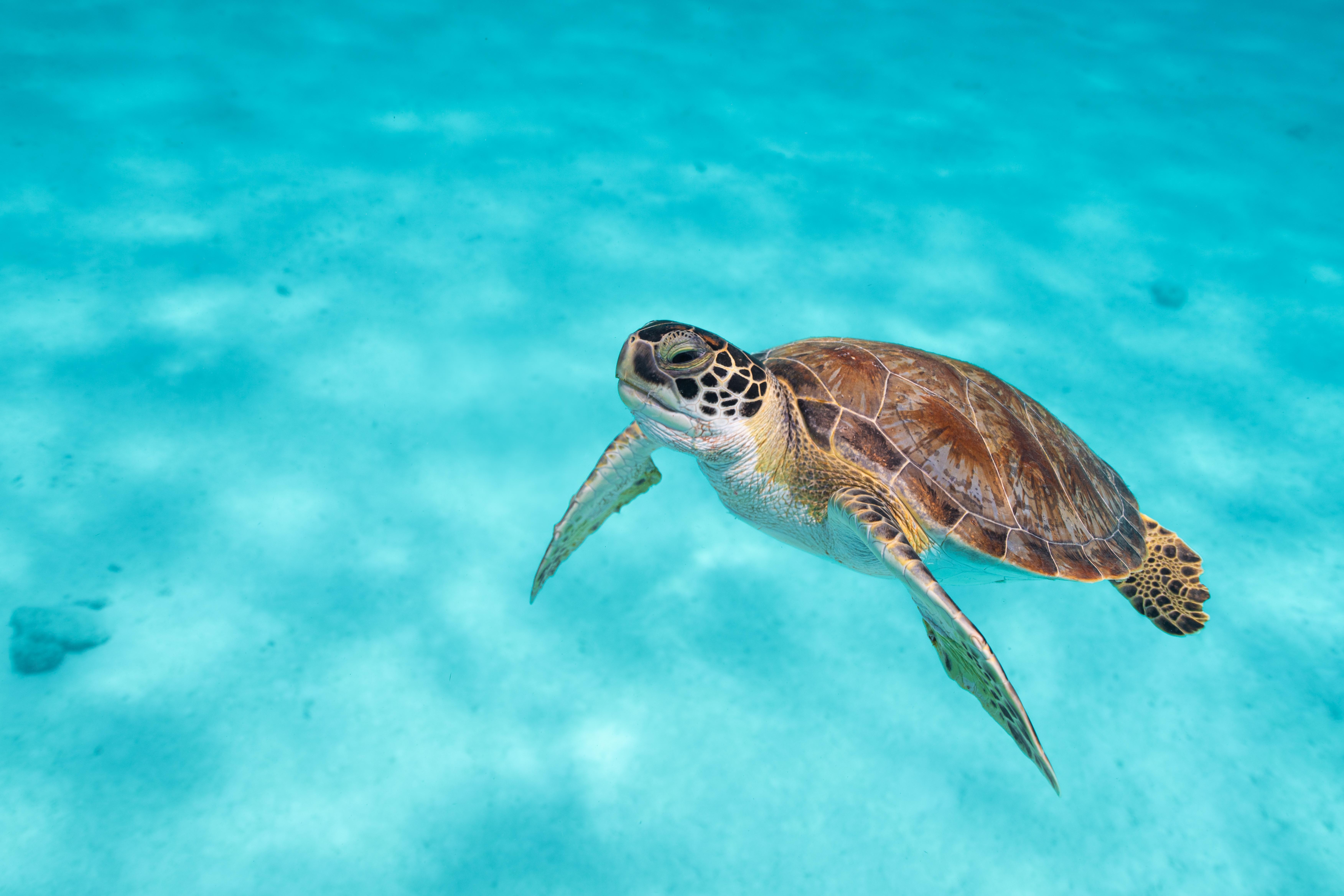 Van Der Valk Plaza Beach & Dive Resort Bonaire Кралендижк Екстериор снимка